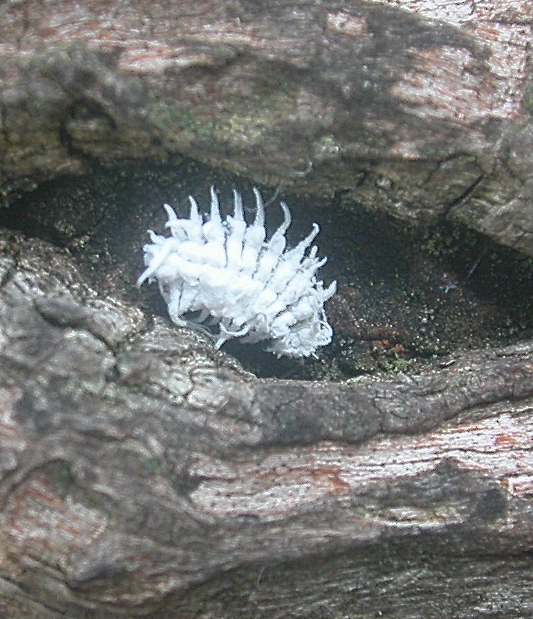 Larva di coccinella? Cryptolaemus montrouzieri